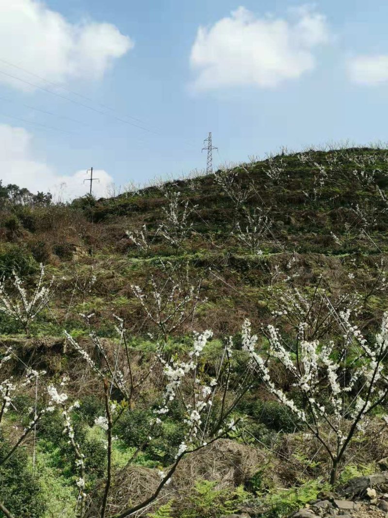 五月脆，蜂糖李