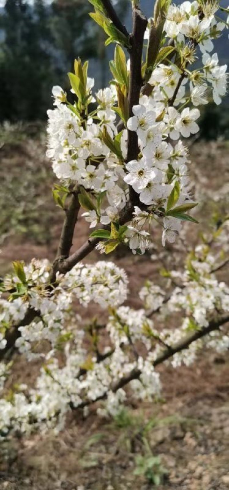 五月脆，蜂糖李