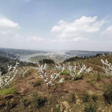 五月脆，蜂糖李
