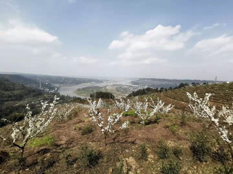 五月脆，蜂糖李