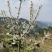 五月脆，蜂糖李