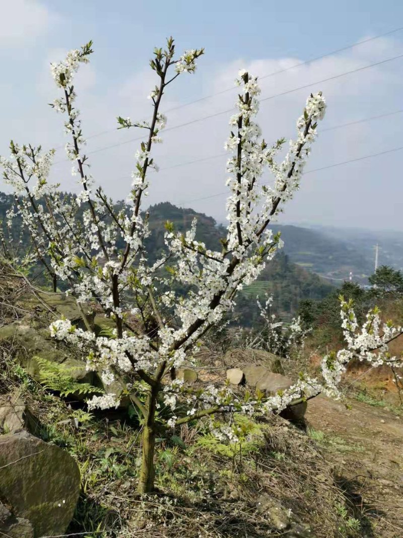 五月脆，蜂糖李