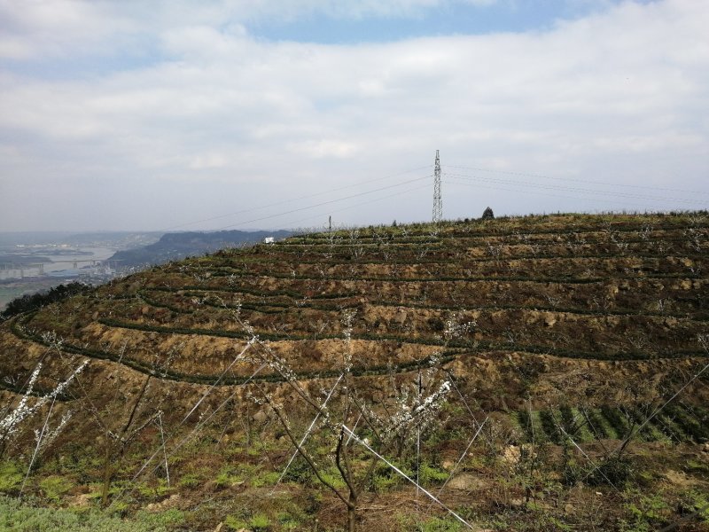 五月脆，蜂糖李