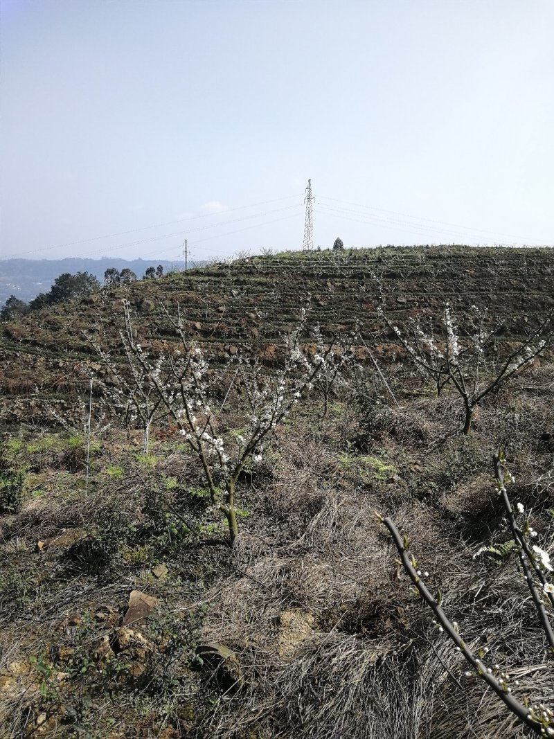 五月脆，蜂糖李