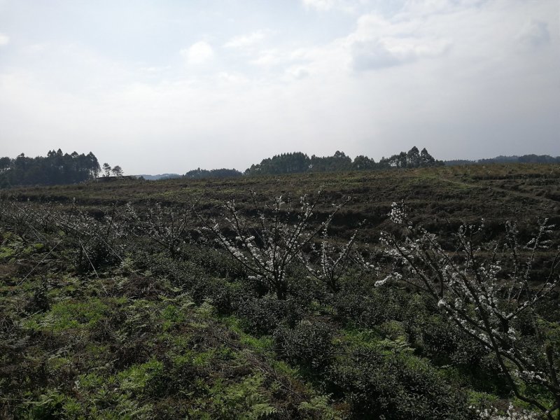 五月脆，蜂糖李