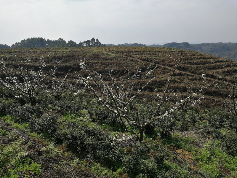 五月脆，蜂糖李