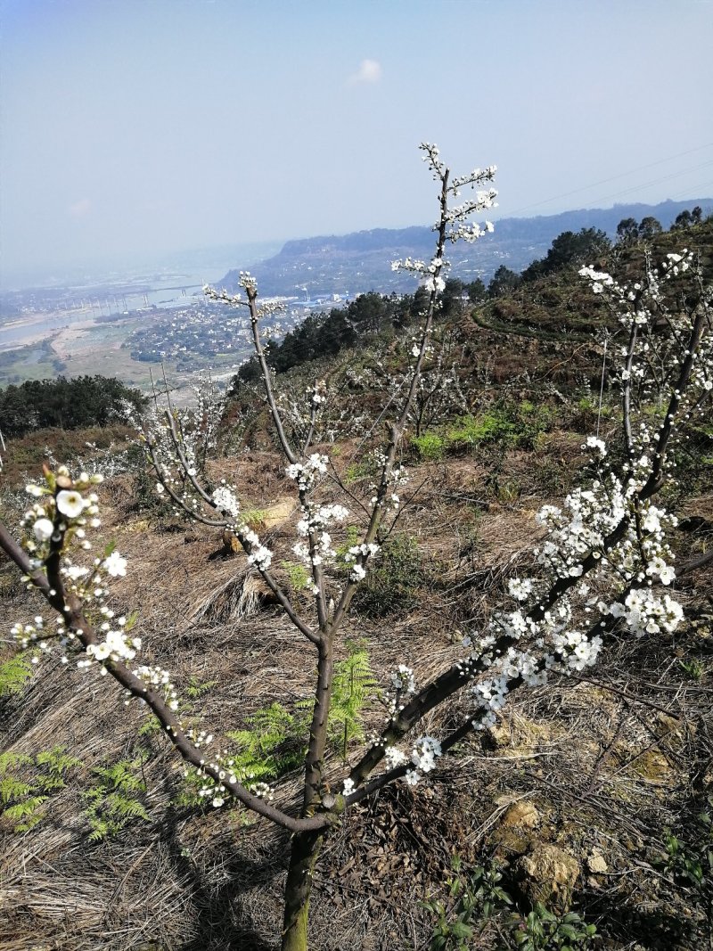 五月脆，蜂糖李