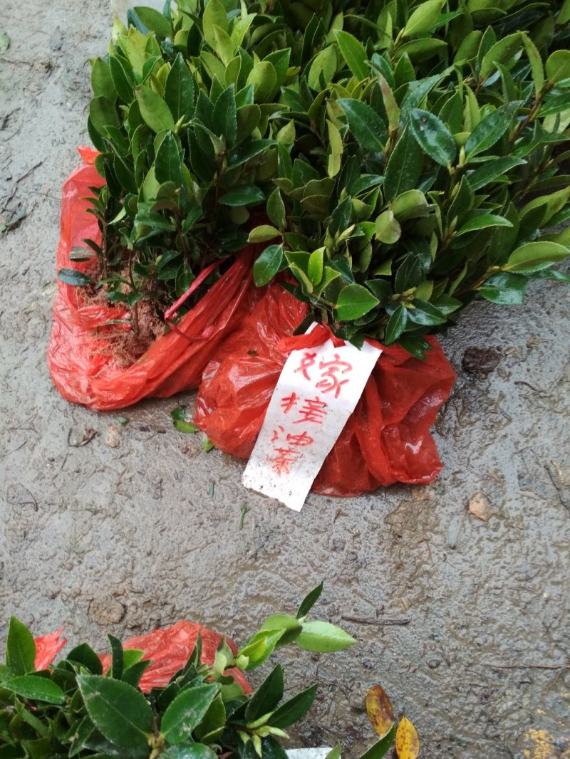 油茶苗，优质苗木，高产，稳产