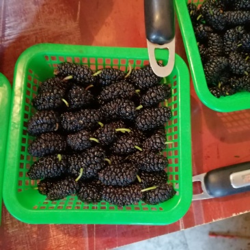 新鲜桑葚产地代办代发货保质保量诚信合作可实地考察视频看货