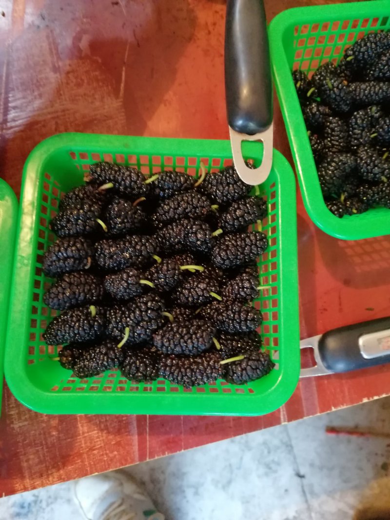 新鲜桑葚产地代办代发货保质保量诚信合作可实地考察视频看货