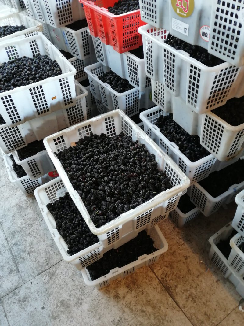 新鲜桑葚产地代办代发货保质保量诚信合作可实地考察视频看货