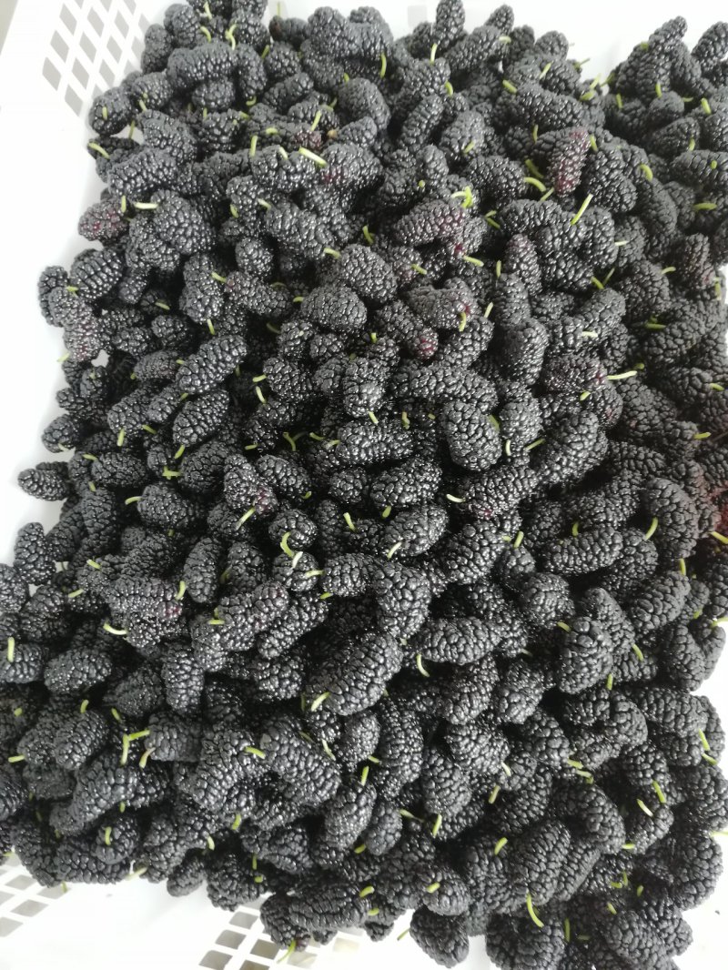 新鲜桑葚产地代办代发货保质保量诚信合作可实地考察视频看货