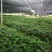 【送苗种植挂果回收】无籽黑老虎苗10株包邮可分期付款