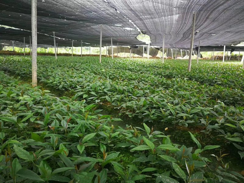 【送苗种植挂果回收】无籽黑老虎苗10株包邮可分期付款