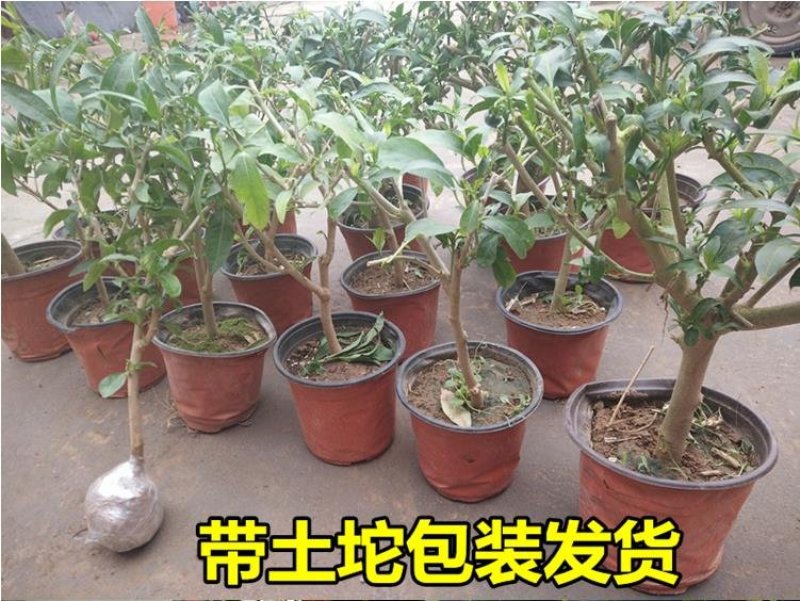 夜来香盆栽树苗庭院阳台四季开花绿植花卉净化空气驱蚊香