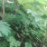 通草苗，每株八毛。