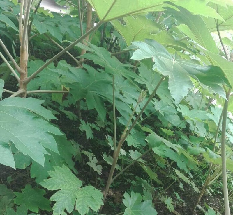 通草苗，每株八毛。