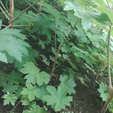 通草苗，每株八毛。