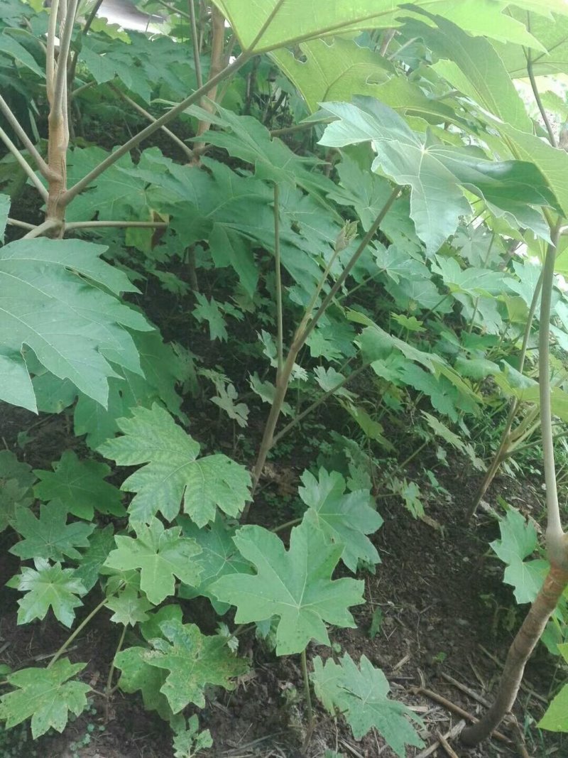 通草苗，每株八毛。