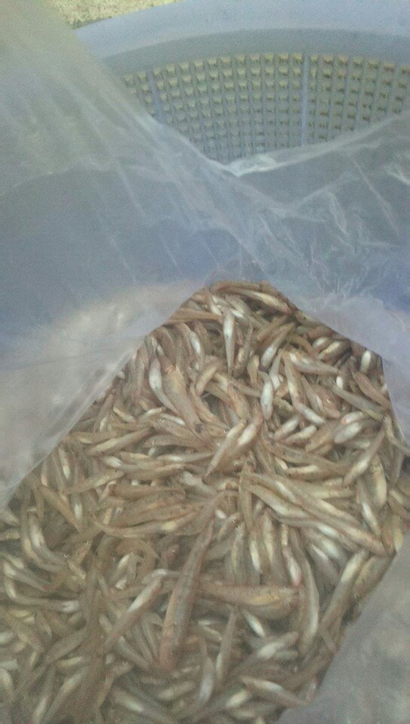 刀鱼食用冰鲜蓝刀鱼