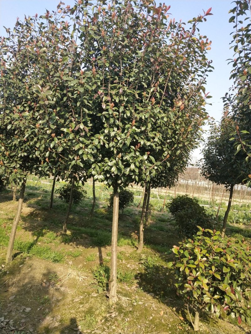 石楠树