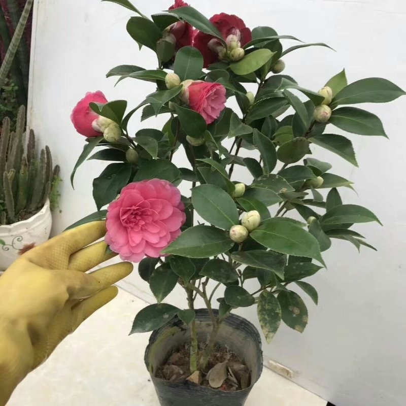 带花苞包成活茶花苗茶花树苗茶花盆栽绿植四十公分左右