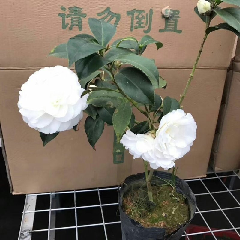 带花苞包成活茶花苗茶花树苗茶花盆栽绿植四十公分左右