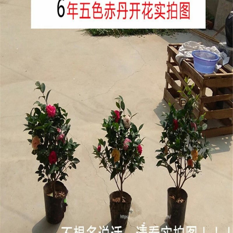 带花苞包成活茶花苗茶花树苗茶花盆栽绿植四十公分左右