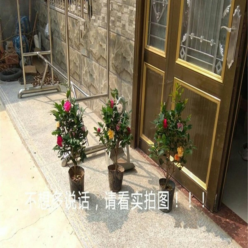 带花苞包成活茶花苗茶花树苗茶花盆栽绿植四十公分左右