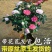带花苞包成活茶花苗茶花树苗茶花盆栽绿植四十公分左右