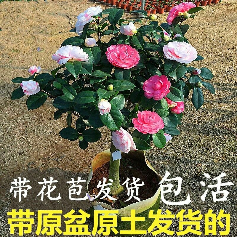 带花苞包成活茶花苗茶花树苗茶花盆栽绿植四十公分左右