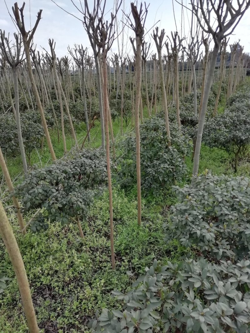 杜鹃球，冠幅60~120厘米，春鹃种植户基地直销