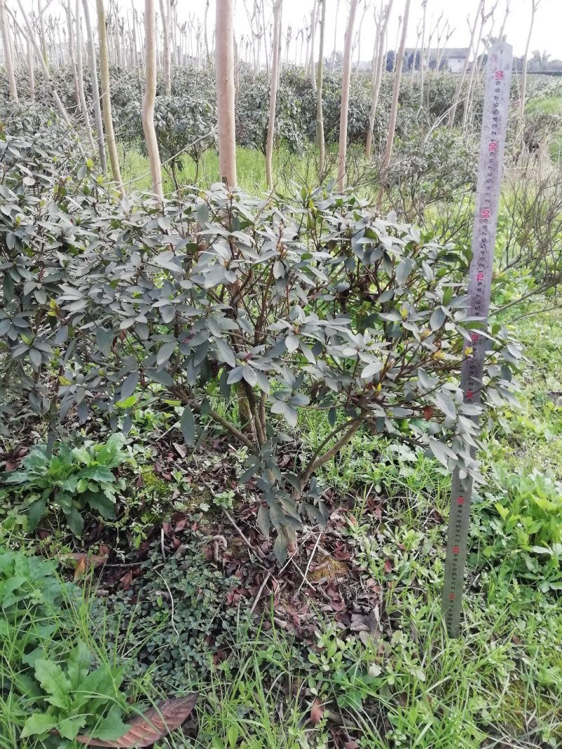 杜鹃球，冠幅60~120厘米，春鹃种植户基地直销