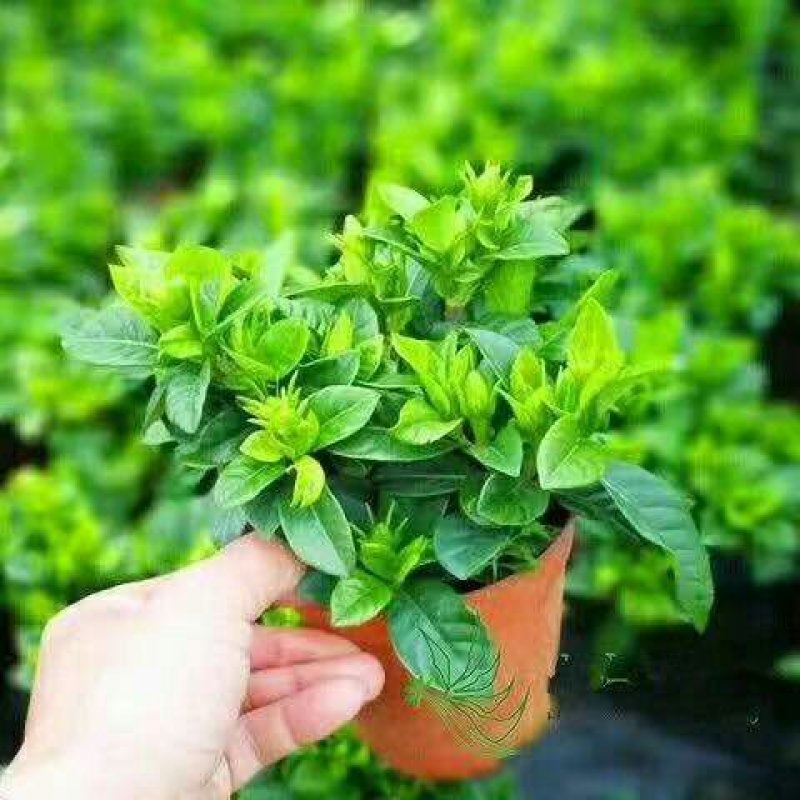[大盆栀子花盆栽带花苞]桅子花苗盆栽室内花卉四季开花盆栽