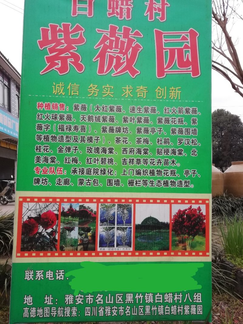 杜鹃球，冠幅60~120厘米，春鹃种植户基地直销