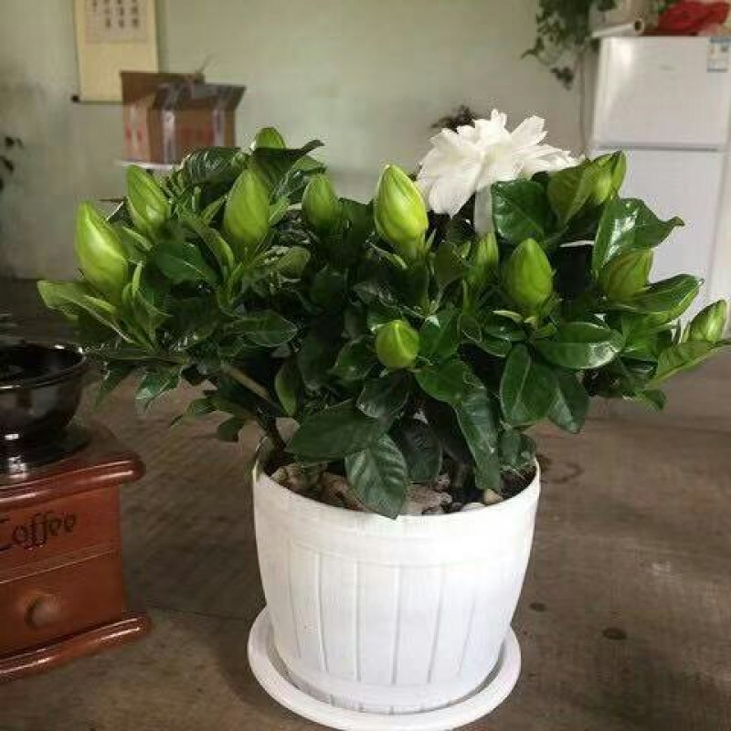 [大盆栀子花盆栽带花苞]桅子花苗盆栽室内花卉四季开花盆栽