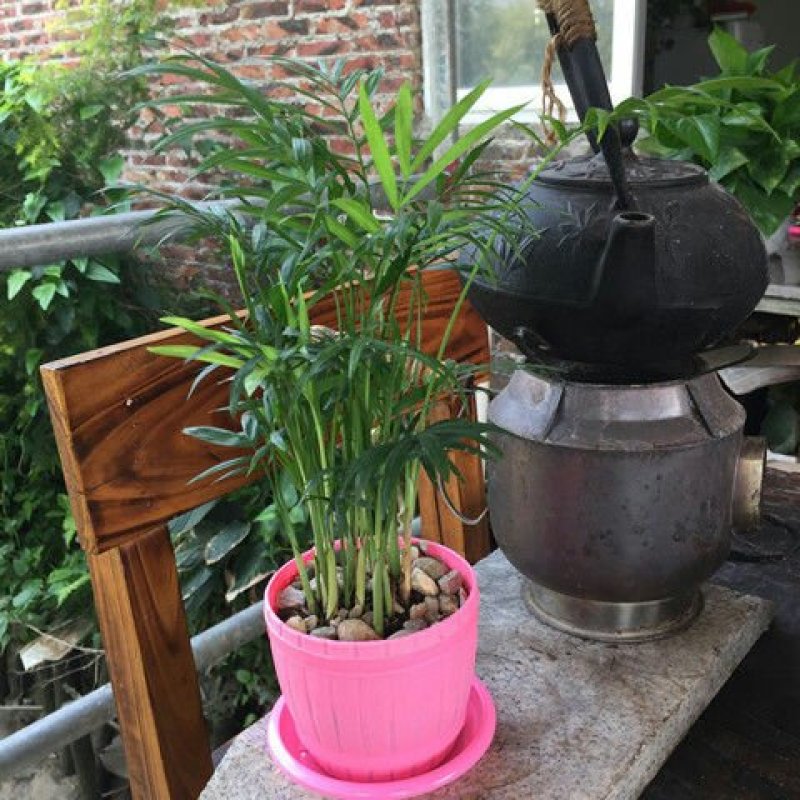[大盆栀子花盆栽带花苞]桅子花苗盆栽室内花卉四季开花盆栽