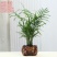 [大盆栀子花盆栽带花苞]桅子花苗盆栽室内花卉四季开花盆栽