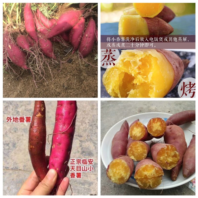 天目山小香薯超低价格微商一件代发金手指5斤装包邮