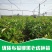 【无籽推广】黑老虎苗10株包邮果包回收~布福娜苗
