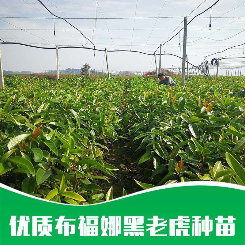 【无籽推广】黑老虎苗10株包邮果包回收~布福娜苗