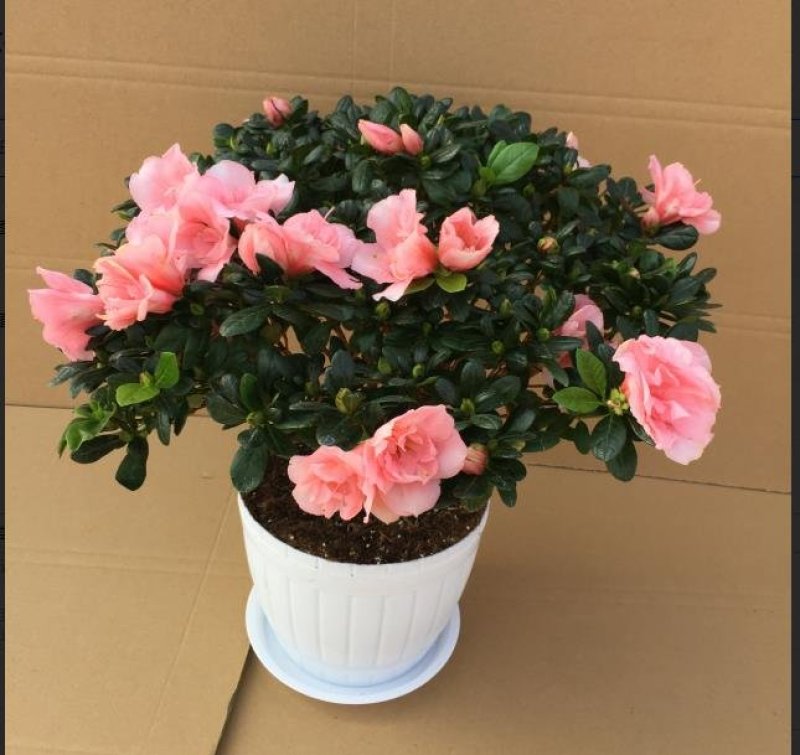 室内小盆栽杜鹃花苗四季开花不断带花苞发货