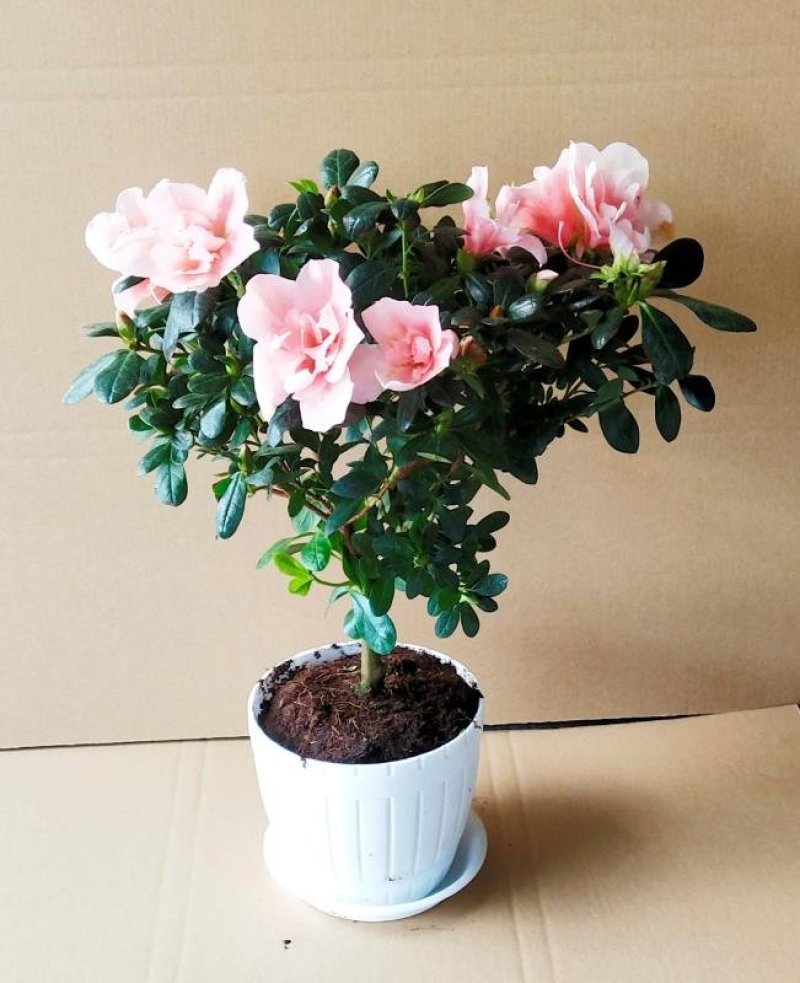 室内小盆栽杜鹃花苗四季开花不断带花苞发货