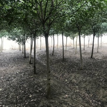 高杆石楠树