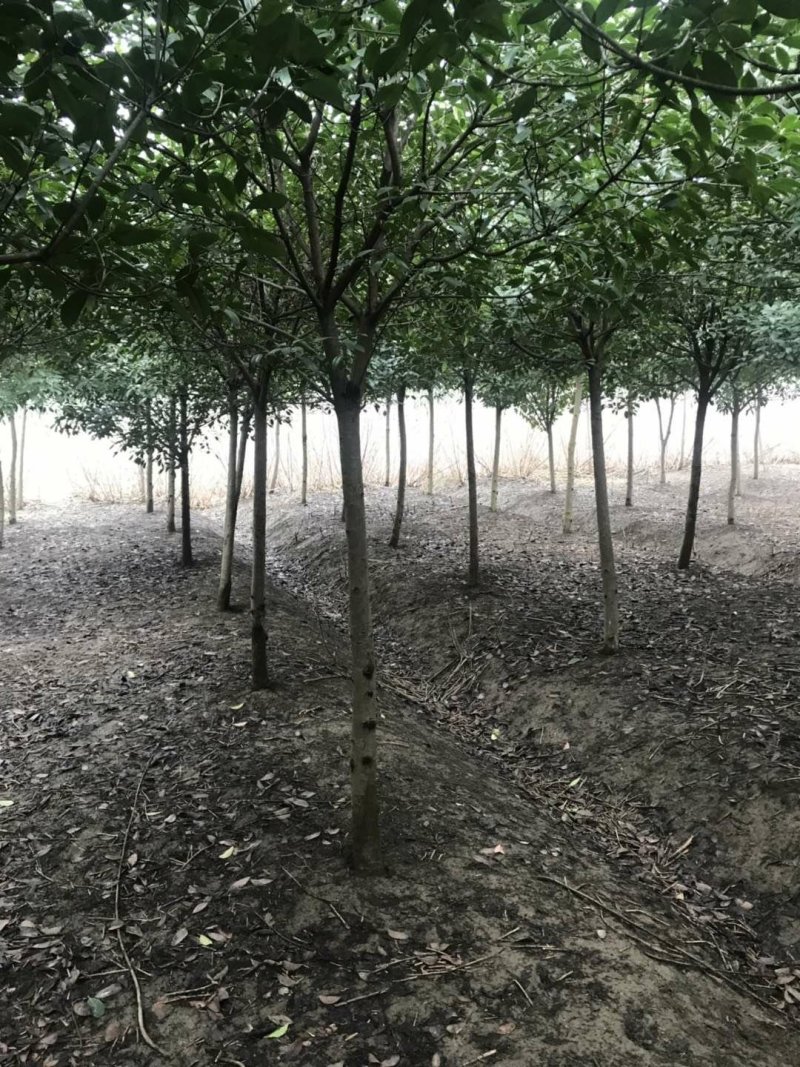 高杆石楠树