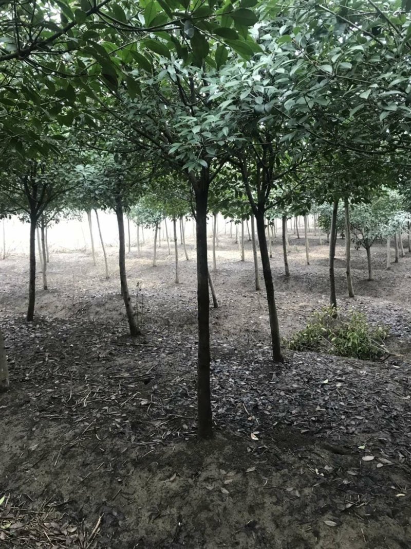 高杆石楠树