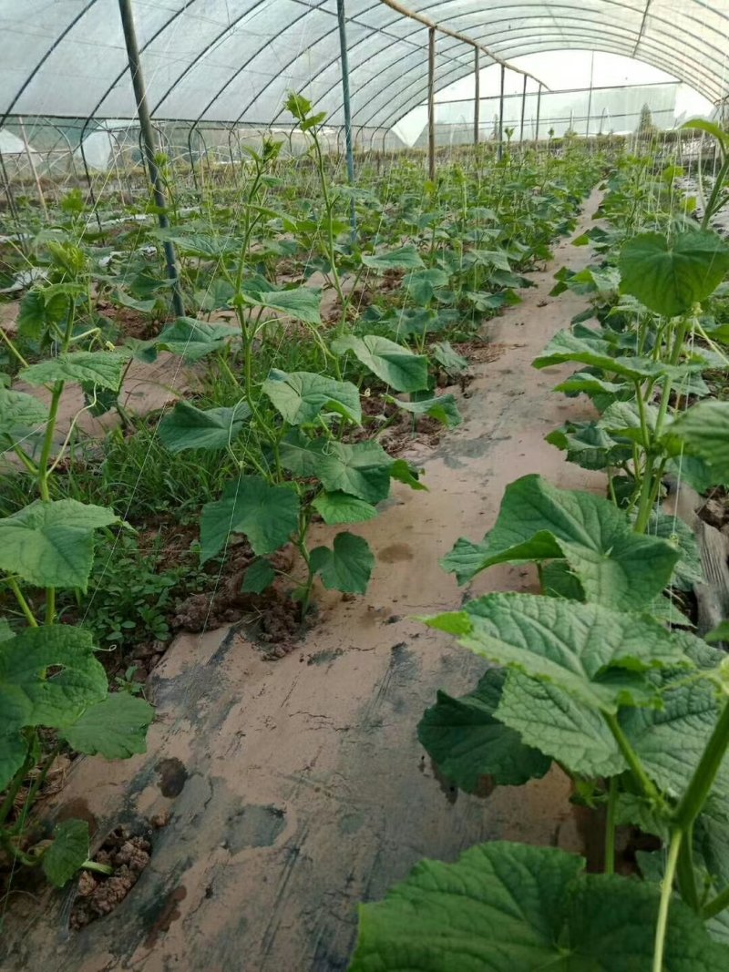 粗六股植物爬藤网适用于黄瓜苦瓜丝瓜攀爬网芹菜防倒生产厂家