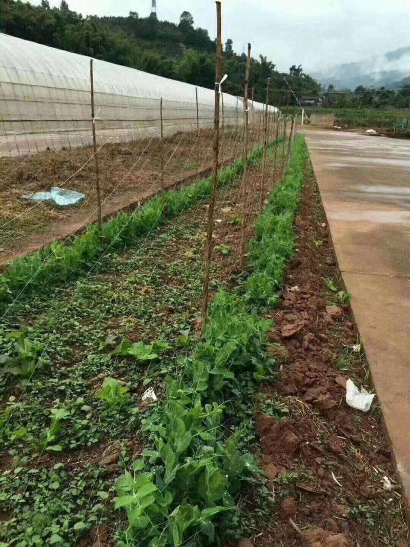 粗六股植物爬藤网适用于黄瓜苦瓜丝瓜攀爬网芹菜防倒生产厂家