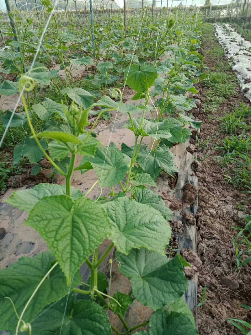 粗六股植物爬藤网适用于黄瓜苦瓜丝瓜攀爬网芹菜防倒生产厂家