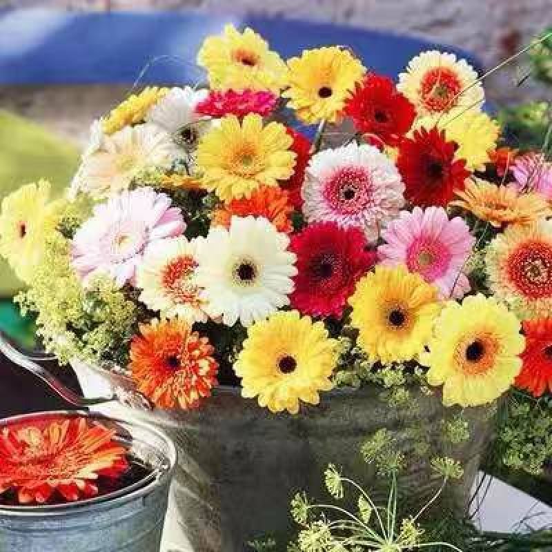 非洲菊扶朗花四季室内阳台盆栽花卉花草切花包邮